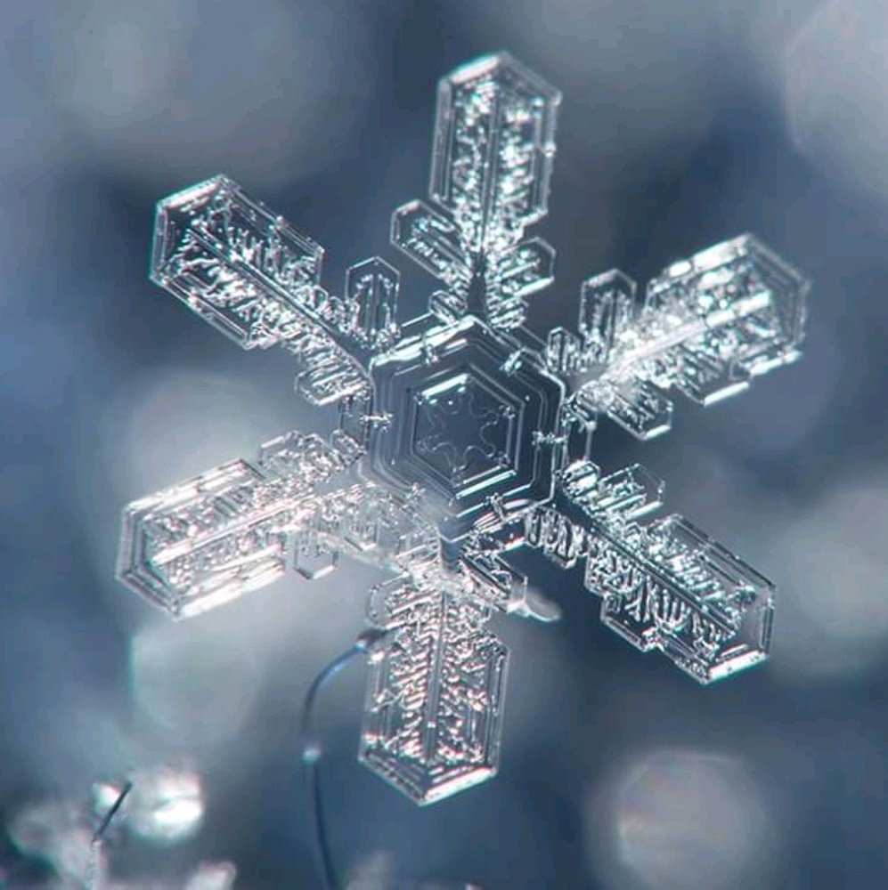 Meet your Posher, Carol